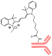 CY3标记绵羊抗鼠IgG抗体(H+L)