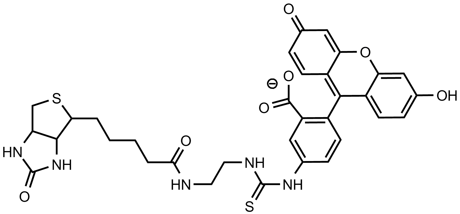 荧光素异硫氰酸酯标记生物素